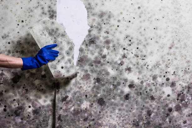 Best Mold Damage Repair  in Redfield, AR